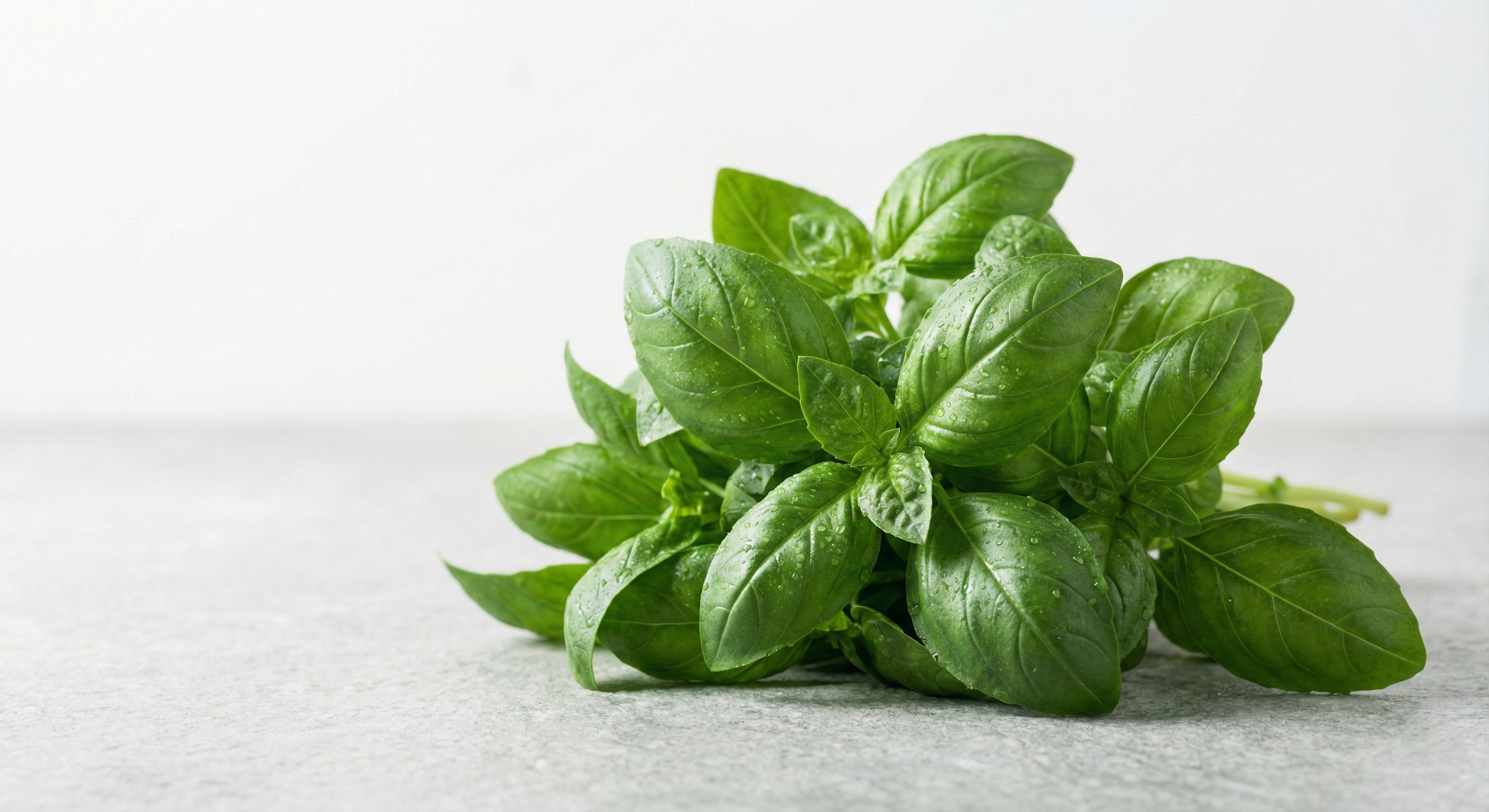 Fresh Basil