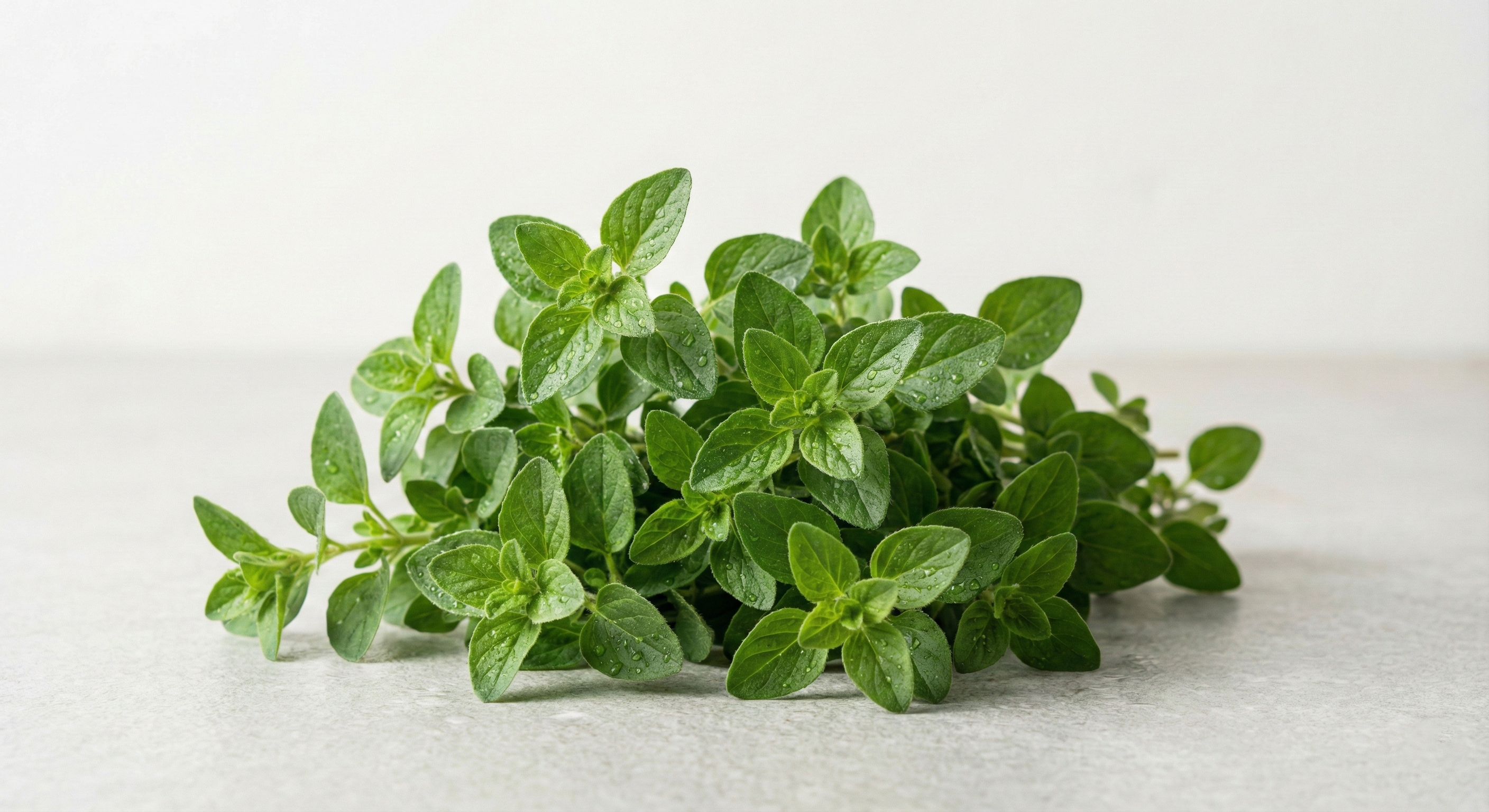 Fresh Oregano